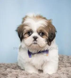 1-3 months Male Purebred Shih Tzu