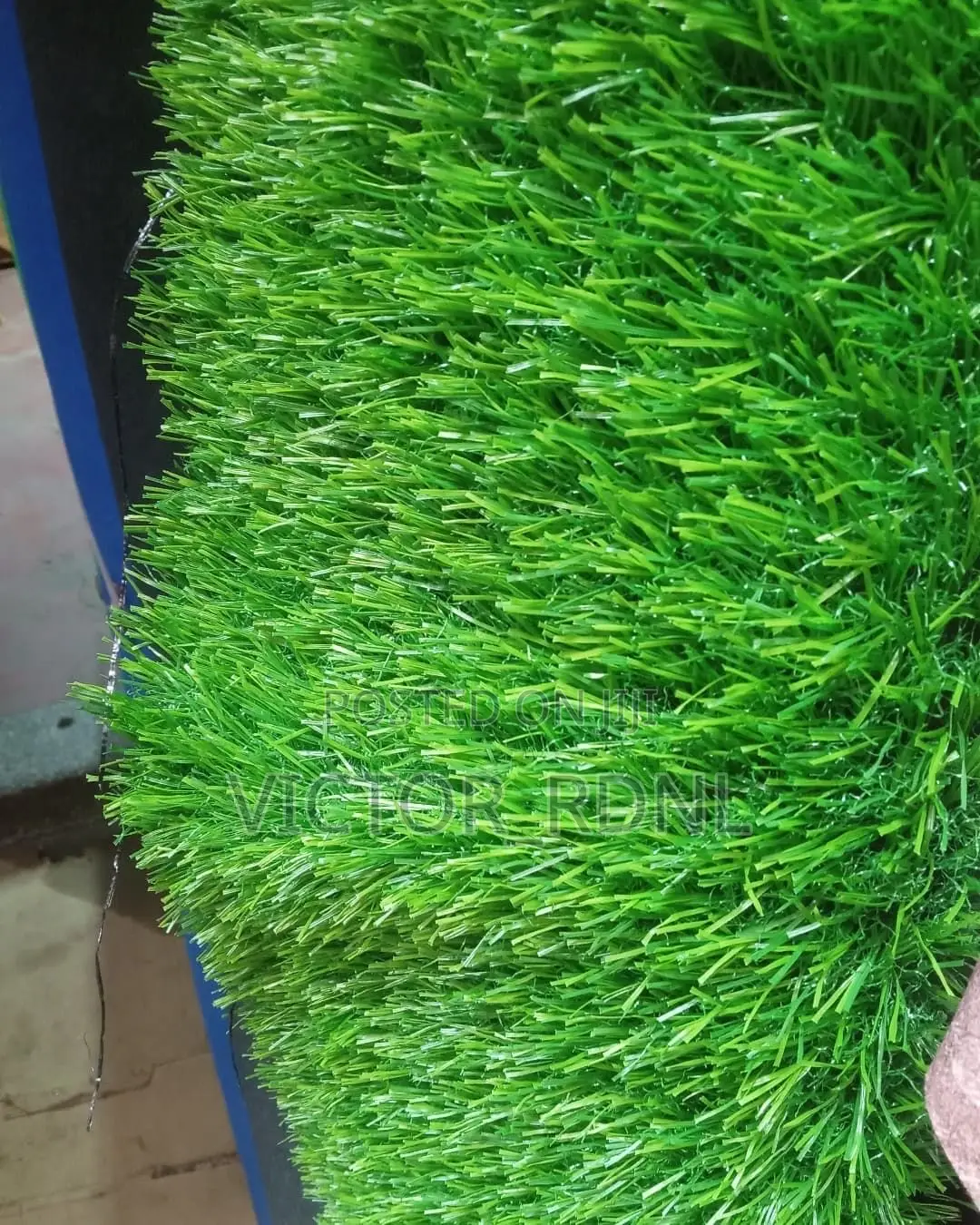 50mm Carpet Grass