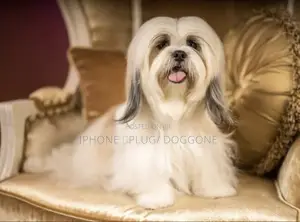 3-6 months Female Purebred Maltese Shih Tzu
