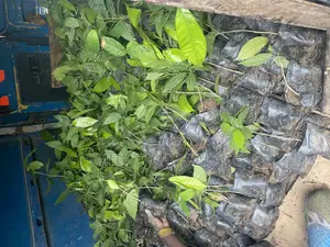 Hybrid Cocoa Seedlings