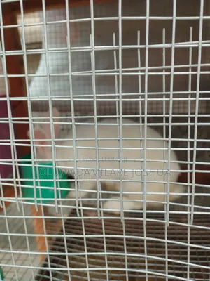 Exotic Hyla, Chinchilla, Palomino, Waeners and Adult
