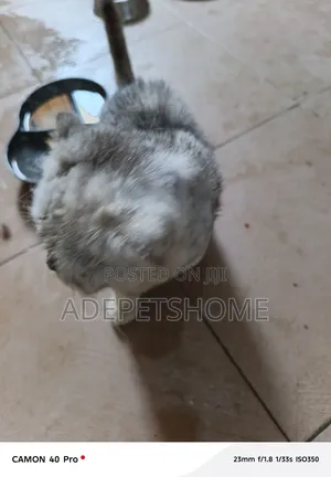 6-12 months Male Purebred Scottish Fold