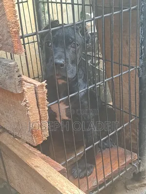 3-6 months Male Purebred Cane Corso
