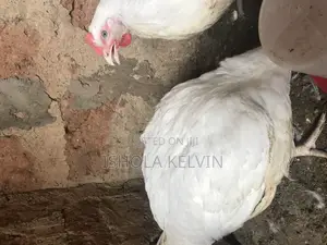 Chicken for Sale