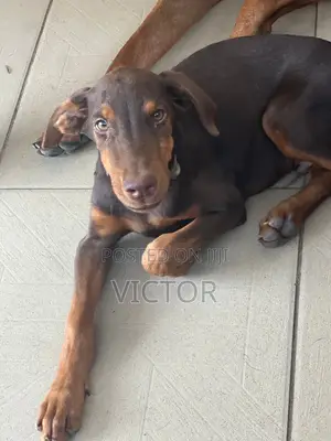 3-6 months Male Purebred Doberman Pinscher