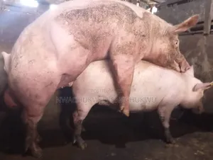 Pig Pregnant Pigs
