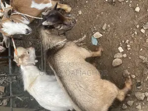 West African Dwarf  Goat