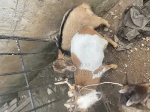West African Dwarf Goat