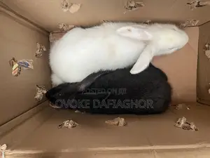 Pair Of Newzealamd Rabbits