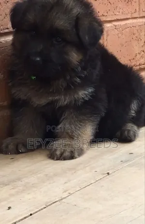 1-3 months Male Purebred German Shepherd