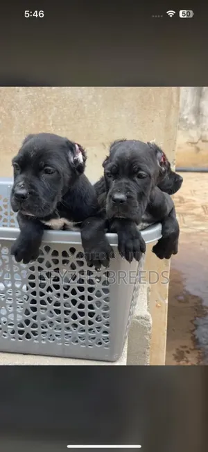 1-3 months Male Purebred Cane Corso