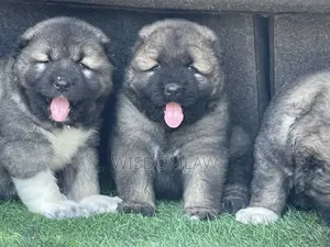 1-3 months Female Purebred Caucasian Shepherd