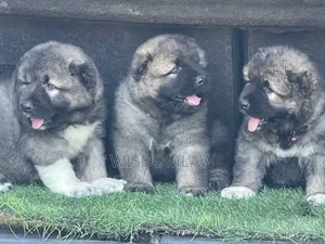 1-3 months Male Purebred Caucasian Shepherd
