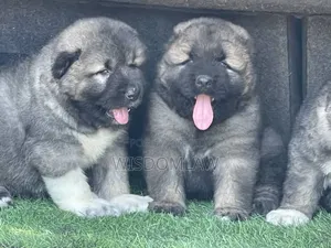 1-3 months Female Purebred Caucasian Shepherd