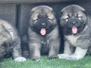 1-3 months Female Purebred Caucasian Shepherd