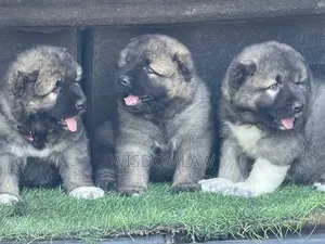 1-3 months Male Purebred Caucasian Shepherd