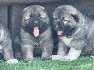 1-3 months Female Purebred Caucasian Shepherd