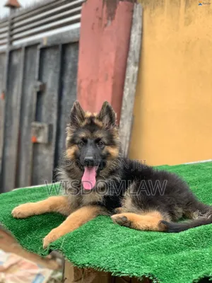 3-6 months Female Purebred German Shepherd