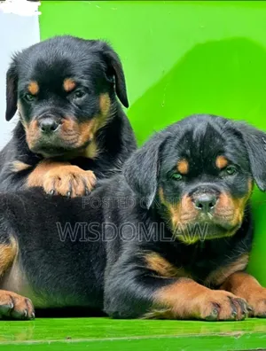 1-3 months Male Purebred Rottweiler