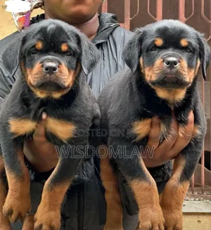 1-3 months Male Purebred Rottweiler