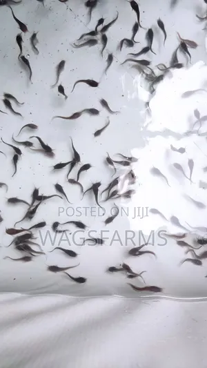 Catfish Fingerlings for Sale