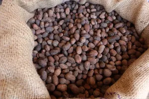 2000 Tons Shea Nuts for Sale