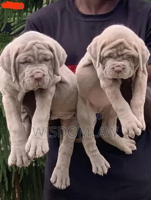 1-3 months Female Purebred Neapolitan Mastiff