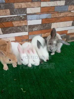 Rabbit Weaner