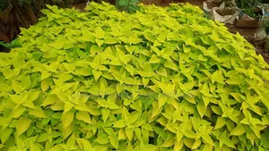 Coleus Plants