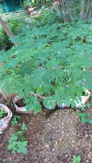 Pawpaw Seedling