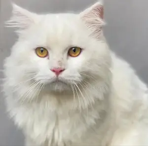 1+ year Male Purebred Persian