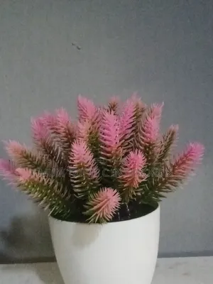 Wholesale Prices) Fancy Cup Flower