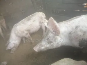 Pig (Pregnant Pigs)