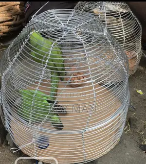 Senegalese Parrots for Sale