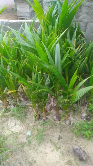 Coconut Seedlings