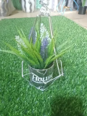 Miniature Cup Flower