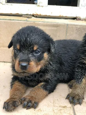 1-3 months Female Purebred Rottweiler