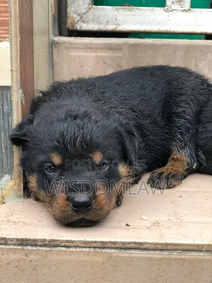 1-3 months Female Purebred Rottweiler