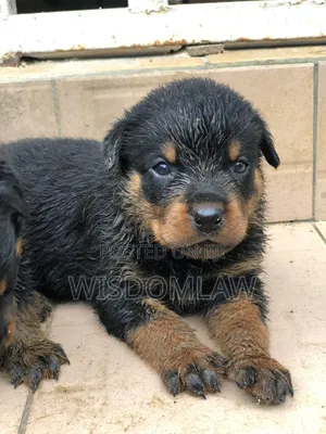 1-3 months Female Purebred Rottweiler