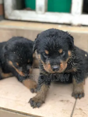 1-3 months Female Purebred Rottweiler