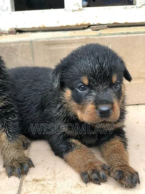 1-3 months Female Purebred Rottweiler