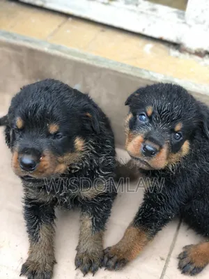 1-3 months Female Purebred Rottweiler