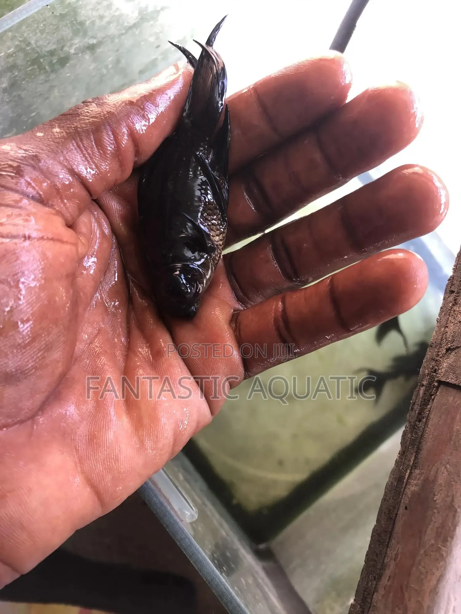 Blackmollyfish
