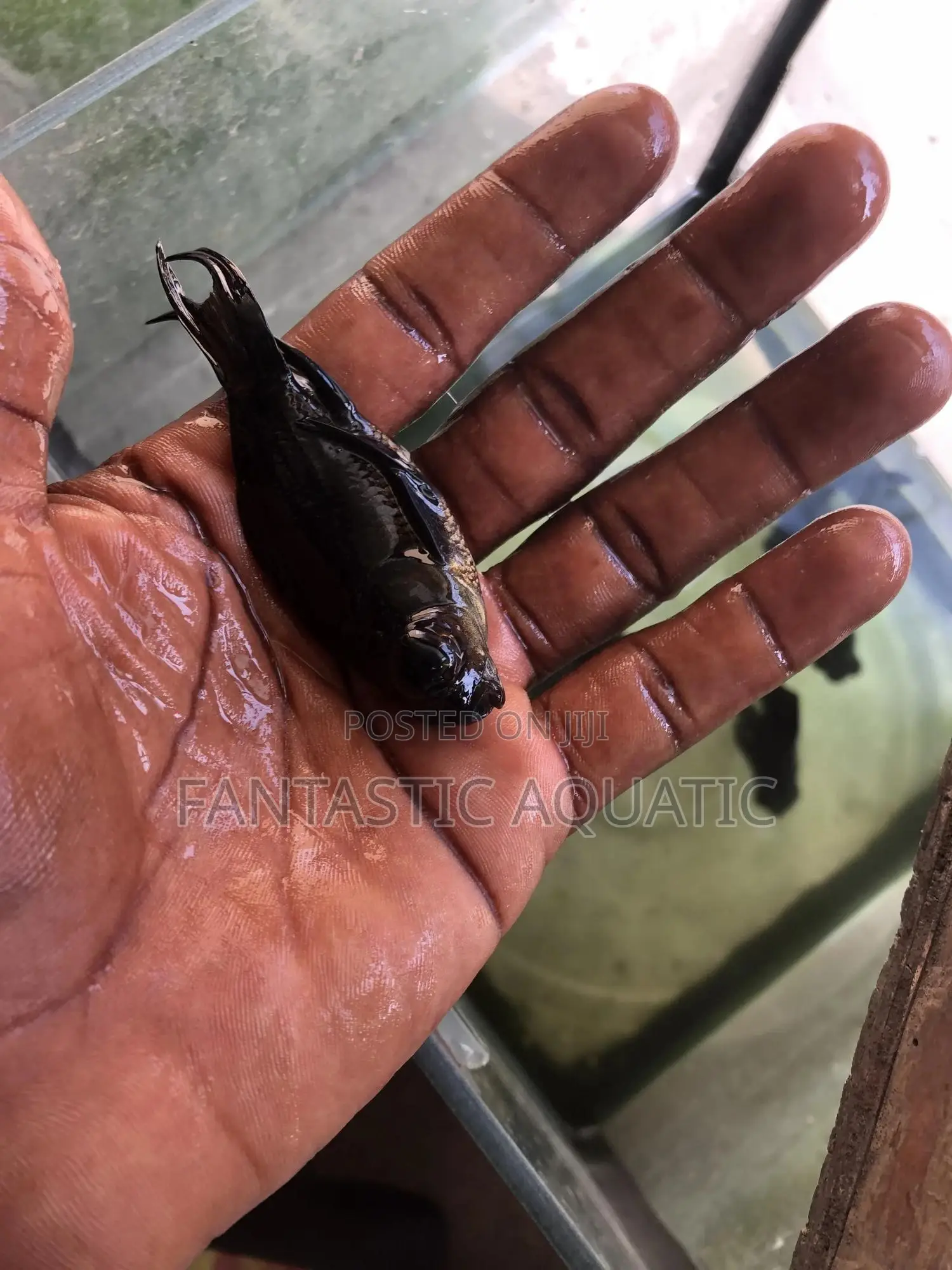 Blackmollyfish