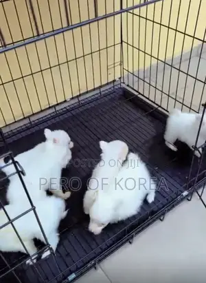 1-3 months Male Purebred American Eskimo