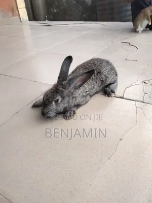 4 Months Old Rabbits for Sale