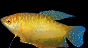 Gold Gourami