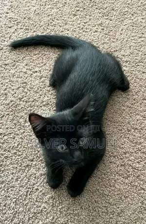 1-3 months Female Purebred Bombay