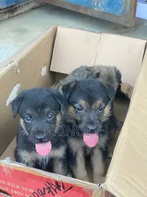 1-3 months Male Purebred German Shepherd