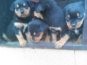 1-3 months Female Purebred Rottweiler